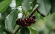 Cherryhill Orchards - thumb 1