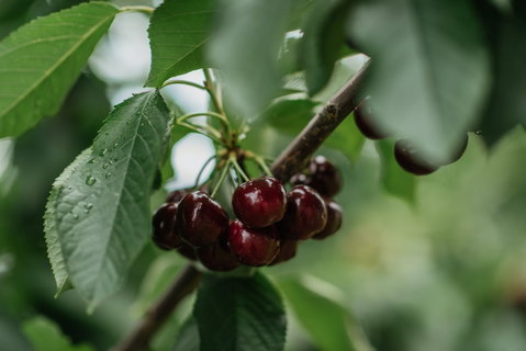 Cherryhill Orchards - Restaurants Sydney 1