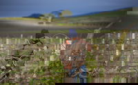 Kurtz Family Vineyards