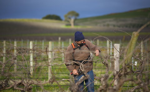 Kurtz Family Vineyards - Restaurants Sydney 0