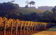 Maiolo Wines And Vineyard - thumb 0