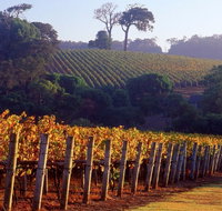 Maiolo Wines and Vineyard - Restaurants Sydney