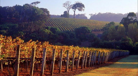 Maiolo Wines And Vineyard - Restaurants Sydney 0