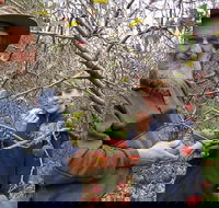 Pine Crest Orchard - Restaurants Sydney