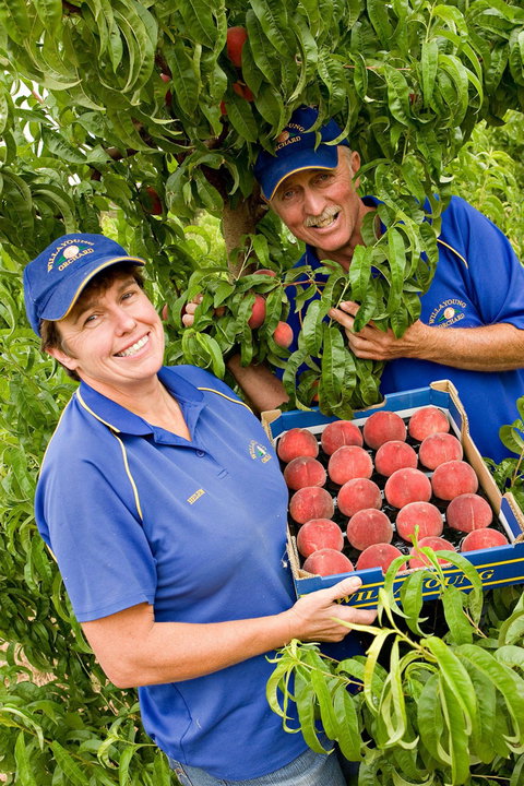 Willayoung Orchard - Restaurants Sydney 0