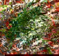 Mount Buninyong Winery - Restaurants Sydney