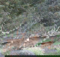 Hahndorf Venison - Restaurants Sydney