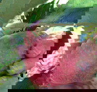 Darkes Glenbernie Orchard - Restaurants Sydney