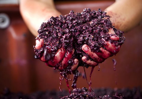 Punt Road Winery - Restaurants Sydney 0