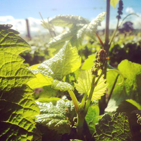 Punt Road Winery - Restaurants Sydney 1