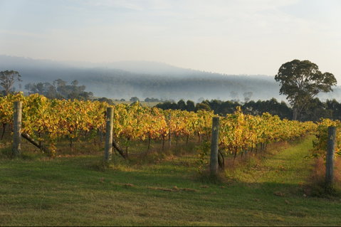 Rusty Fig Wines - Restaurants Sydney 1