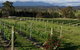 Rusty Fig Wines - thumb 2