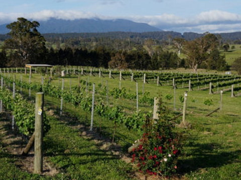 Rusty Fig Wines - Restaurants Sydney 2