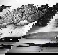 The Queensland Hotel - Restaurants Sydney