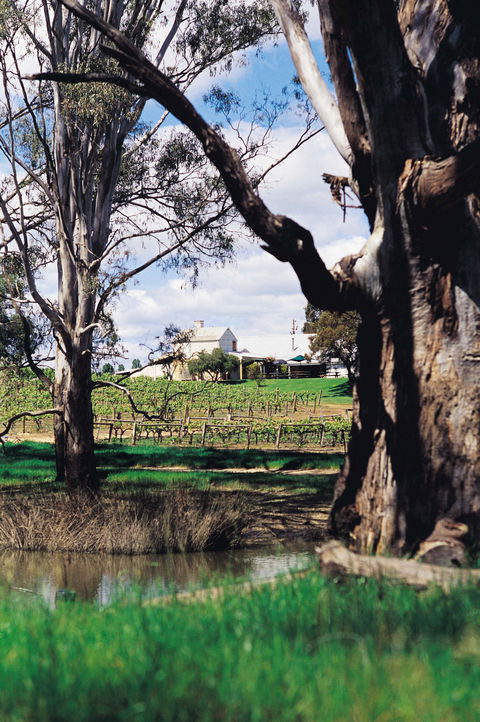 St Leonards Vineyard Café - Restaurants Sydney 1