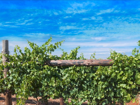 Rowsley Fault Vineyards - Restaurants Sydney 0