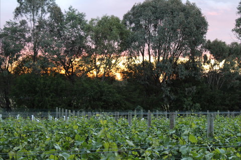 Haldon Estate Wines - Restaurants Sydney 2