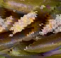 Sandy Creek Olives and Finger Limes - Restaurants Sydney