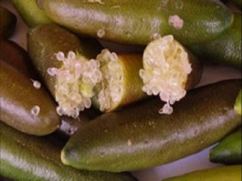 Sandy Creek Olives And Finger Limes - Restaurants Sydney 0