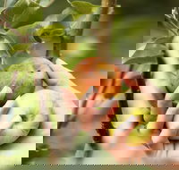 St Ronan's Cider - Restaurants Sydney