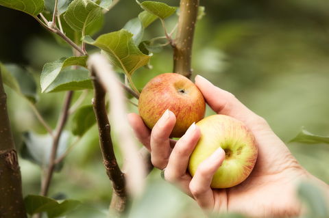 St Ronan's Cider - Restaurants Sydney 0