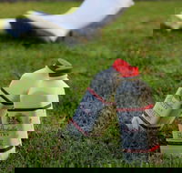 Bodalla Dairy - Cheese Milk and Ice Cream Factory and Cafe - Restaurants Sydney