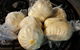 Master Dim Sum - thumb 0