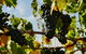 Victory Point Wines - thumb 2