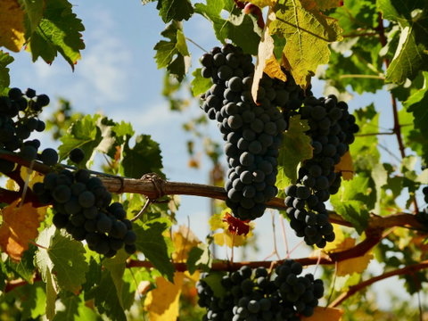Victory Point Wines - Restaurants Sydney 2