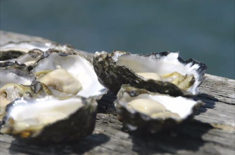 Jim Wild's Oyster Service - Restaurants Sydney 0