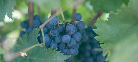 Tia To - Restaurants Sydney 4