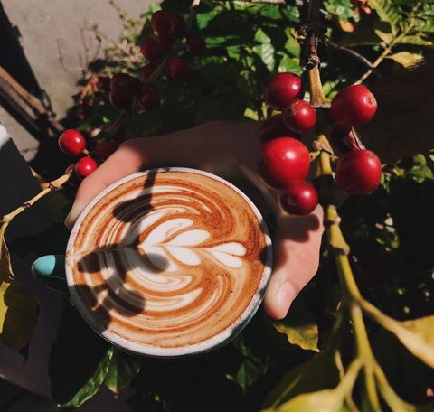 Homegrown Cafe - Restaurants Sydney 10