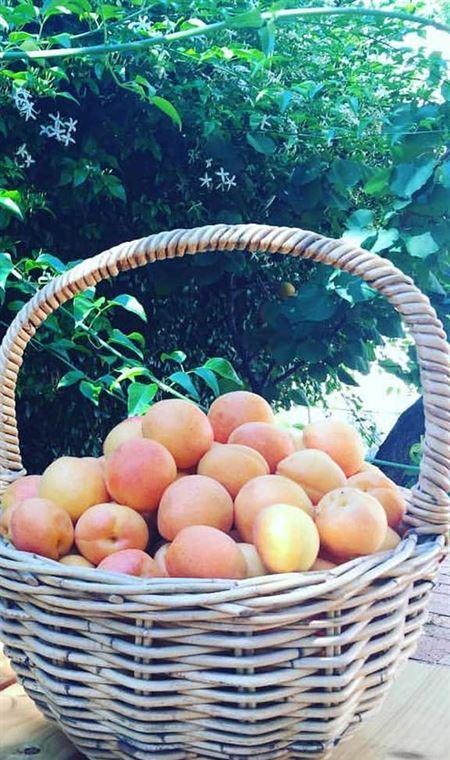 Pipi At Middleton - Restaurants Sydney 4