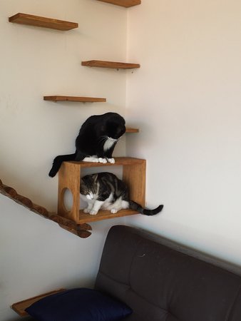 Hobart Cat Cafe - Restaurants Sydney 0
