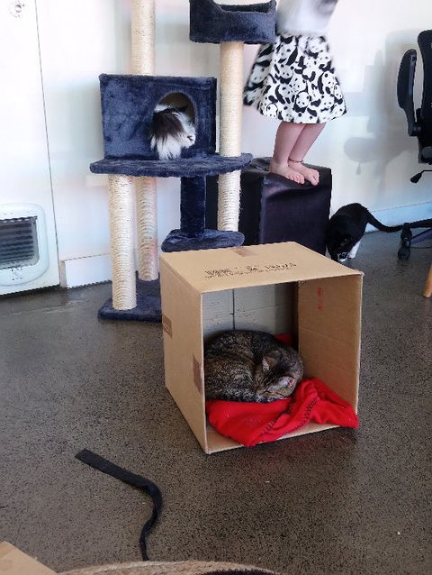 Hobart Cat Cafe - Restaurants Sydney 1