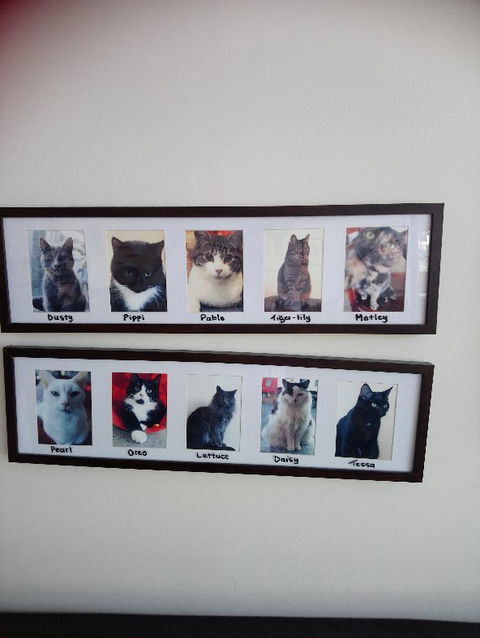 Hobart Cat Cafe - Restaurants Sydney 4