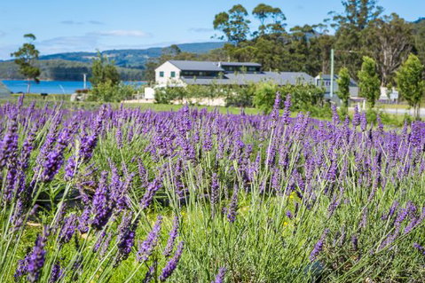 Port Arthur Lavender - Restaurants Sydney 0
