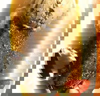 The Kingsley Tavern - Restaurants Sydney