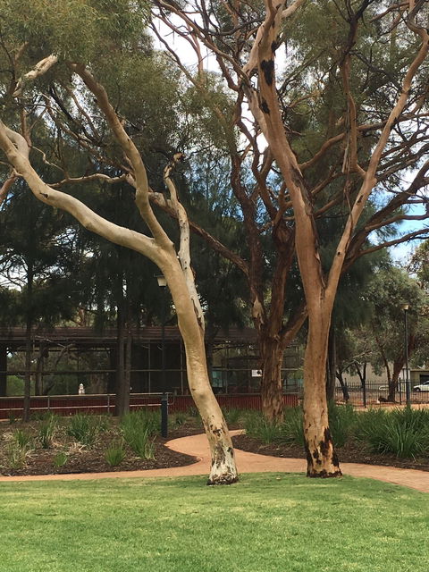 Plum Cafe At The Park - Restaurants Sydney 4