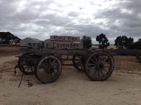 Emu Bay Lavender - Restaurants Sydney 0