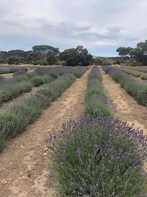 Emu Bay Lavender - Restaurants Sydney 4