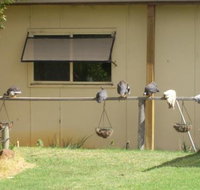 Sandy Grove - Restaurants Sydney