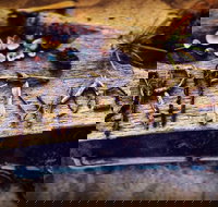 Driftwood Cafe - Restaurants Sydney