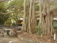 Gardens Tearooms