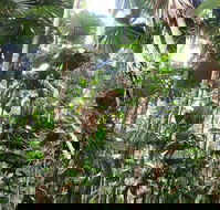 Spirits of Daintree - Restaurants Sydney