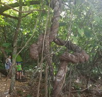 Foxy's Bar - Restaurants Sydney