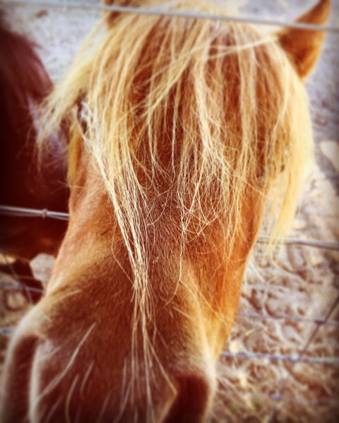 Maidenwell Trading Post - Restaurants Sydney 1