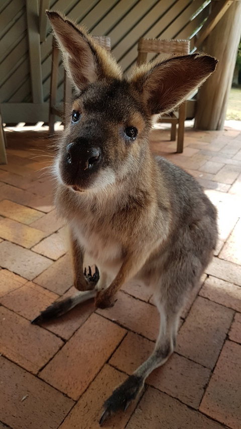 Poppies Cafe - Restaurants Sydney 2