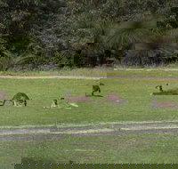 Yanchep  Lancelin - Wildlife Cave And Sands - Restaurants Sydney