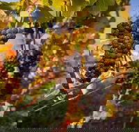 Full Day Tamar Valley Wine Tour - Restaurants Sydney
